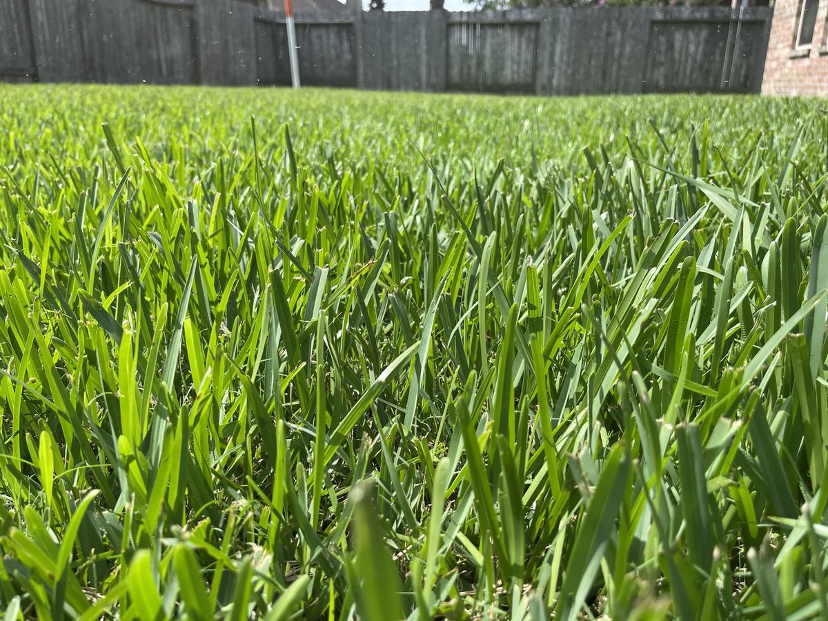 Lush, freshly mowed backyard lawn
